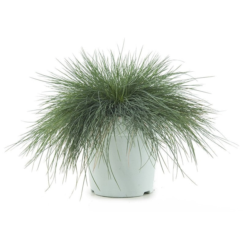 Festuca Glauca (swivel grass) in the cultivation jar