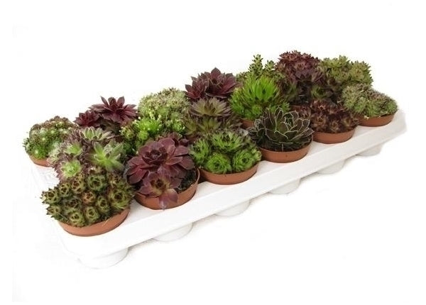 Sempervivum Pot 9 cm Genede dans un plateau d&