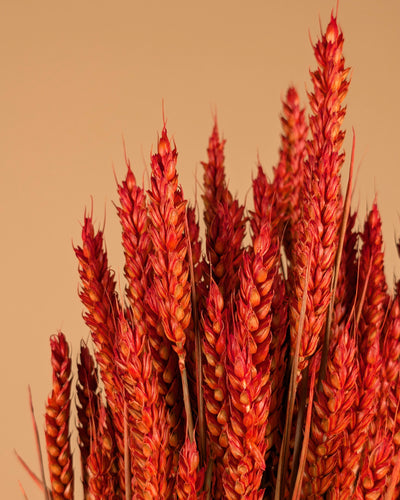 Gedroogde tarwe (triticum) – donker oranje