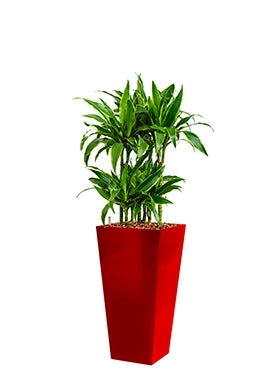 Dracaena Arturo in einem Plastik -Pflanzer -Läufer