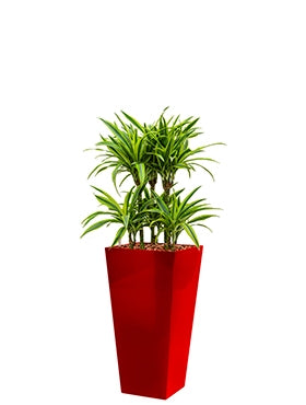 Dracaena Lemon Lime in einem Plastik -Pflanzer -Läufer