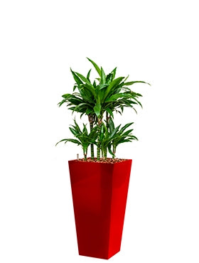 Dracaena Janet Craig in einem Plastik -Pflanzer -Läufer