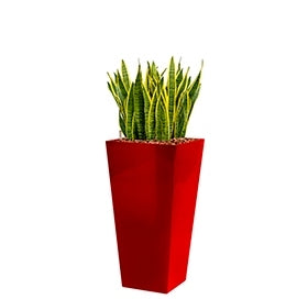 Sansevieria laurentii in einem Plastik -Pflanzer -Läufer