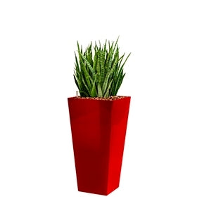 Sansevieria Kirkii in einem Plastik -Pflanzer -Läufer