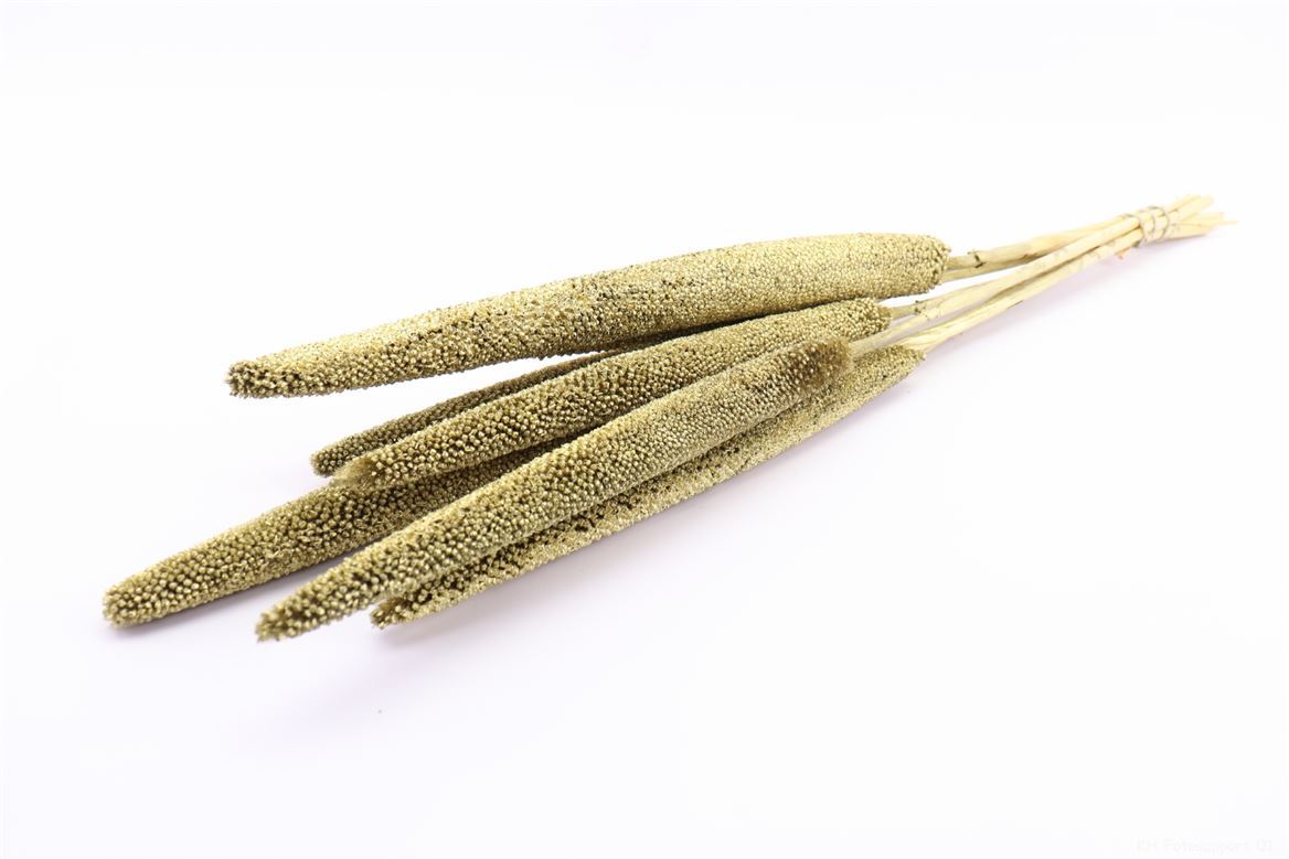 Getrocknetes Babala Gold