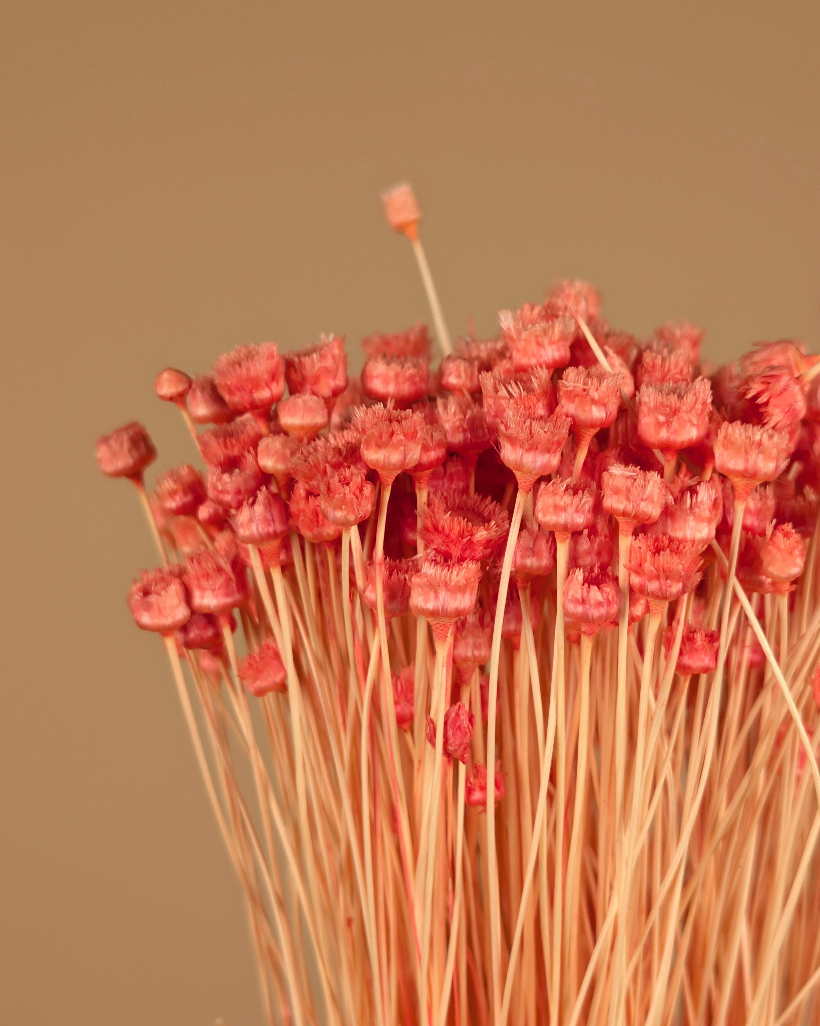 Getrocknete Cardoon Distel Oranje gemalt