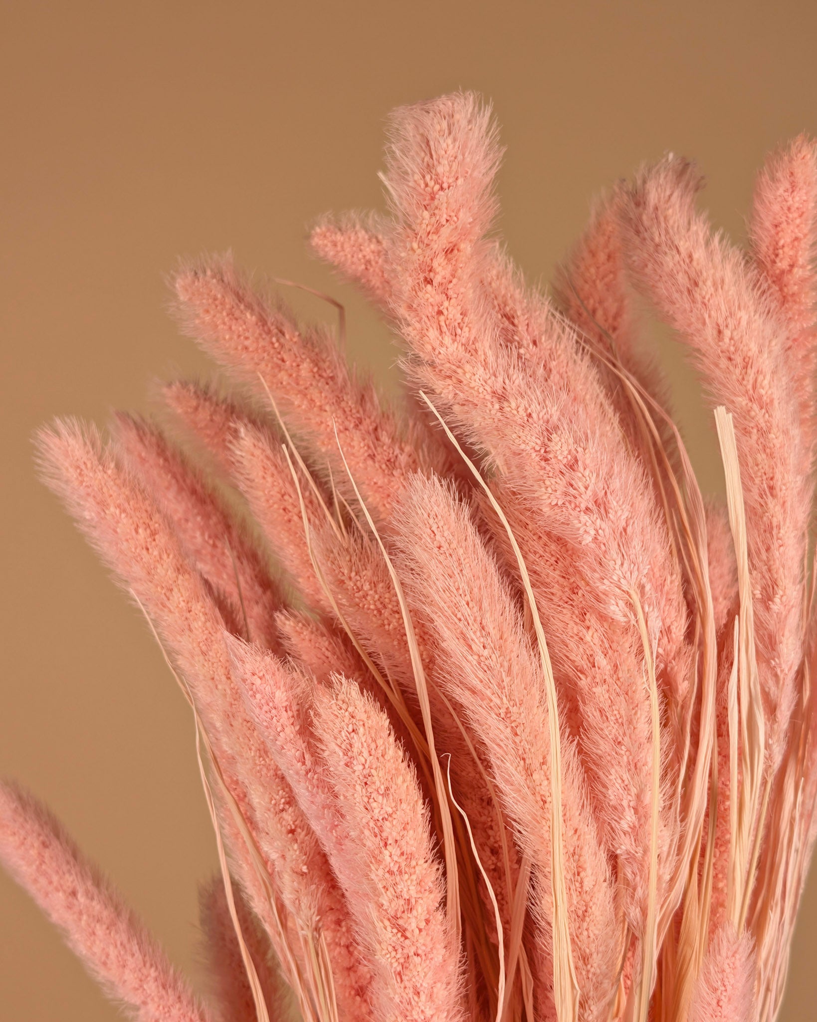Dried Setaria Light Pink