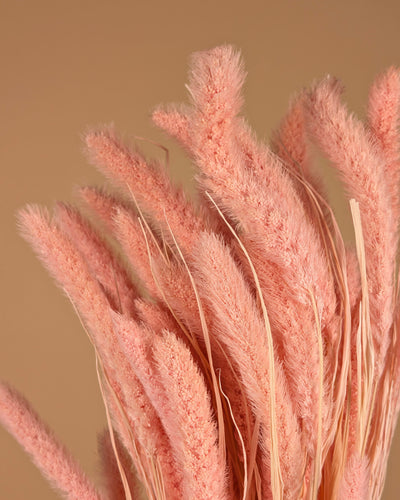 Gedroogde setaria – licht roze