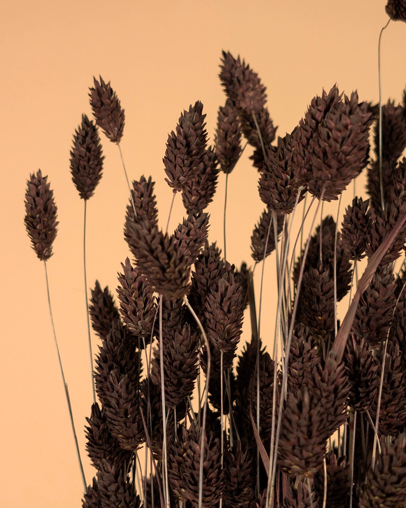 Phalaris séché brun foncé