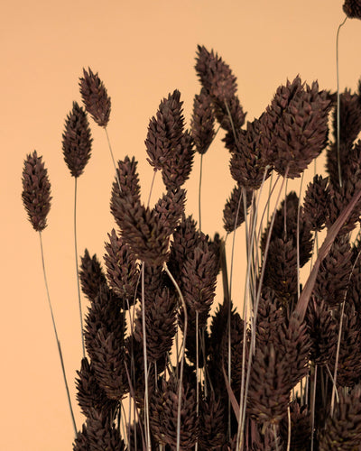 Phalaris séché brun foncé