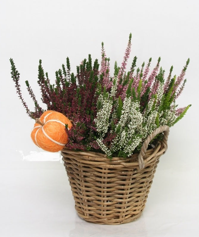 Erica Calluna Vulgaris (Struikheide) mélangée dans un panier