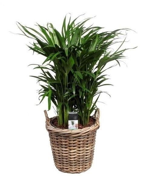 Areca in een rotan mand