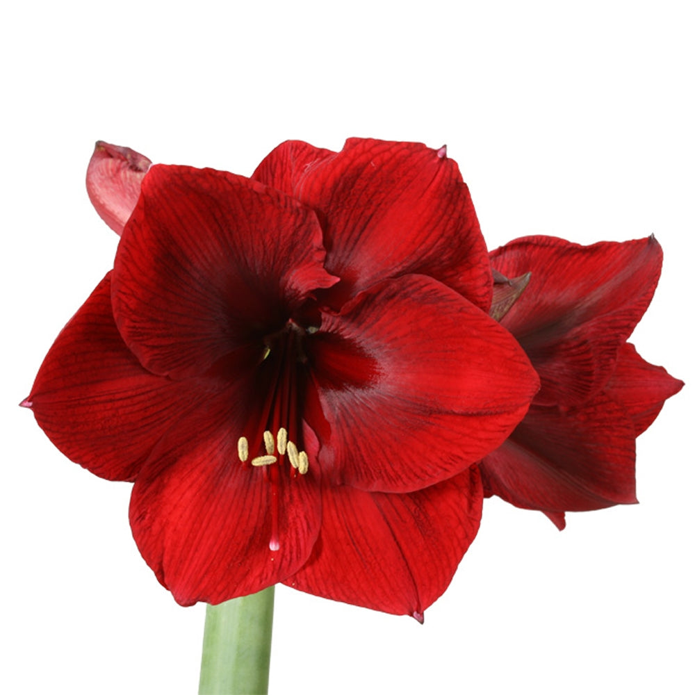 12 Amaryllis volant de différentes couleurs