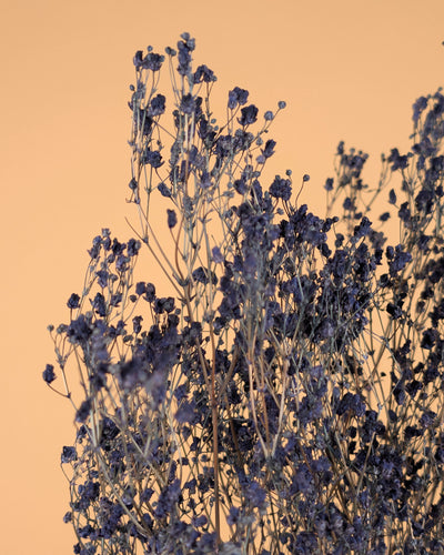 Gipskruid (Gypsophilia) – blauw