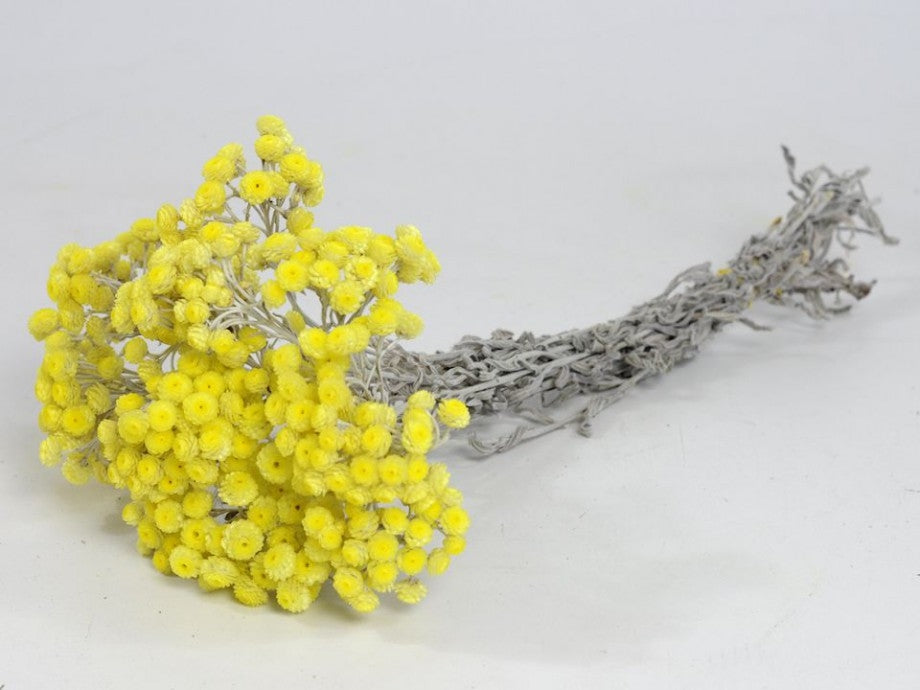 Gedroogde Helichrysum Immortelle geel