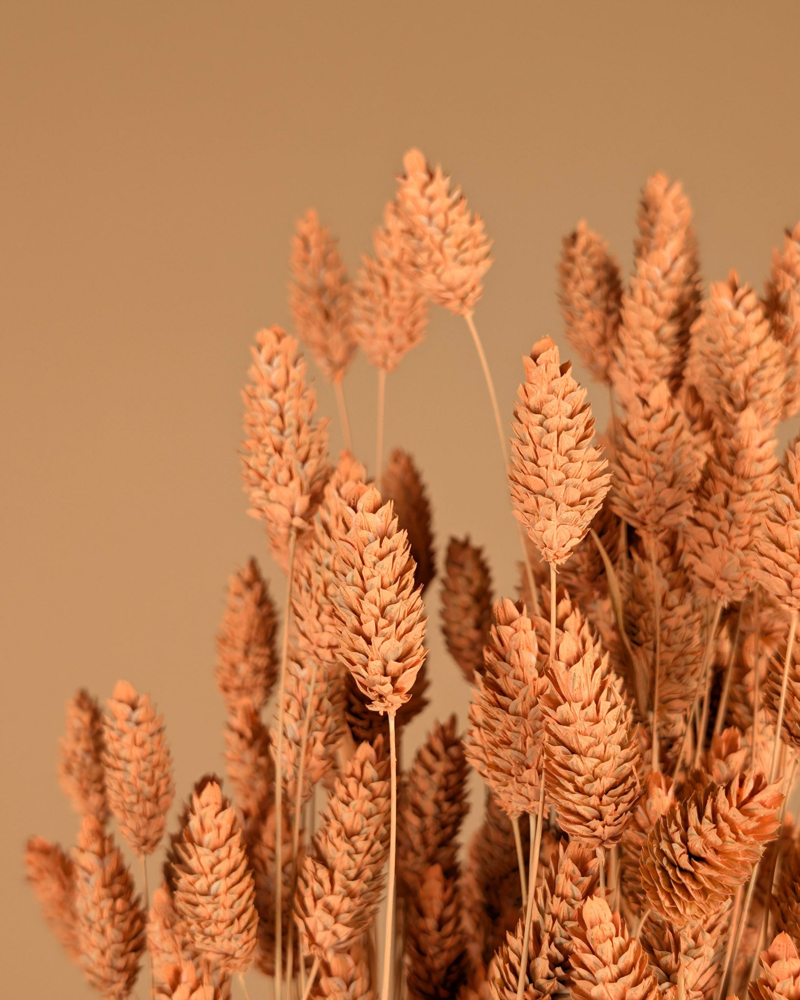 Phalaris getrocknete Korallennebel