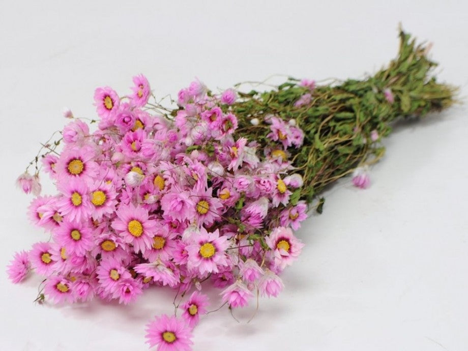 Getrocknetes Rhodanthe Pink