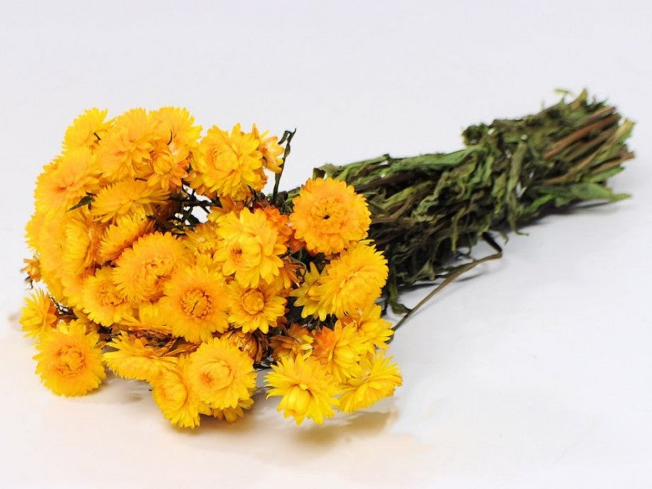 Getrocknete Helichrysum gelb