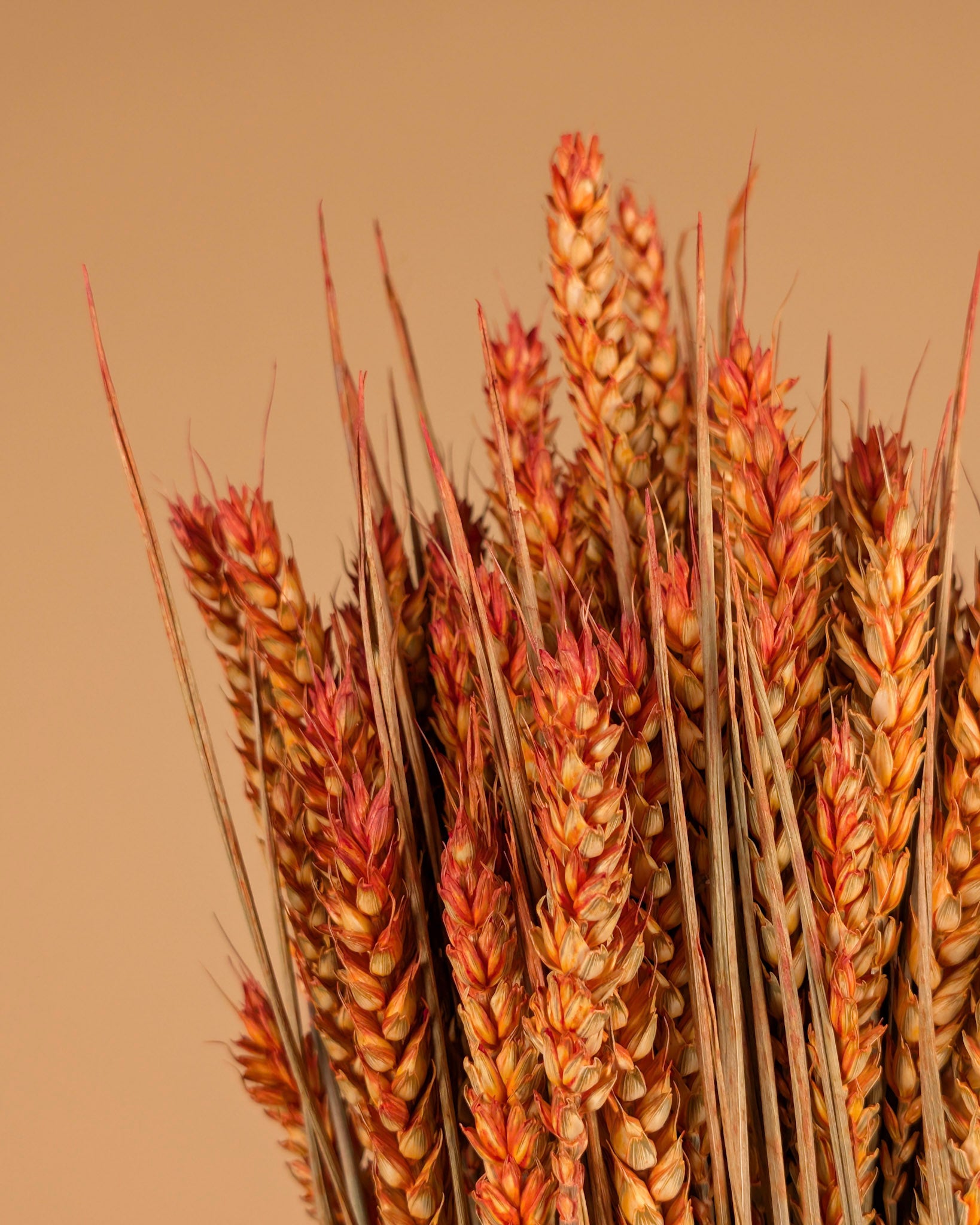 Gedroogde tarwe – oranje