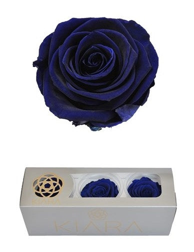 Konservierte ozeanblaue Rosen in einer Geschenkkiste