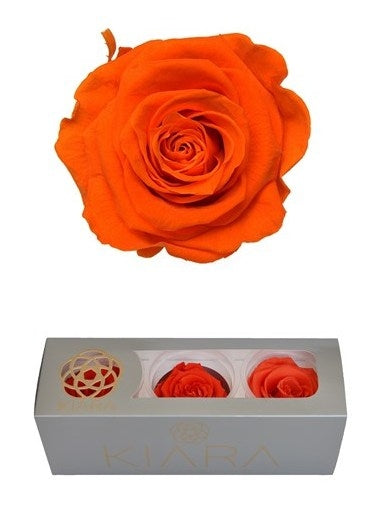 Konservierte orange Flamme Rosen in einer Geschenkbox