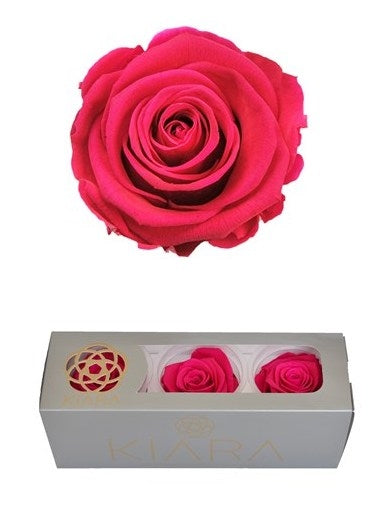 Erhaltte pinkfarbene Rosen in einer Geschenkbox