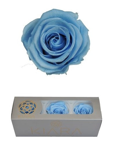 Roses bleues bébé conservées dans une boîte cadeau