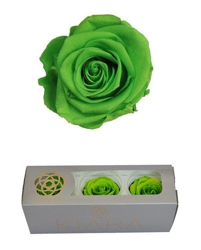 Roses de lueur verte conservée dans une boîte cadeau