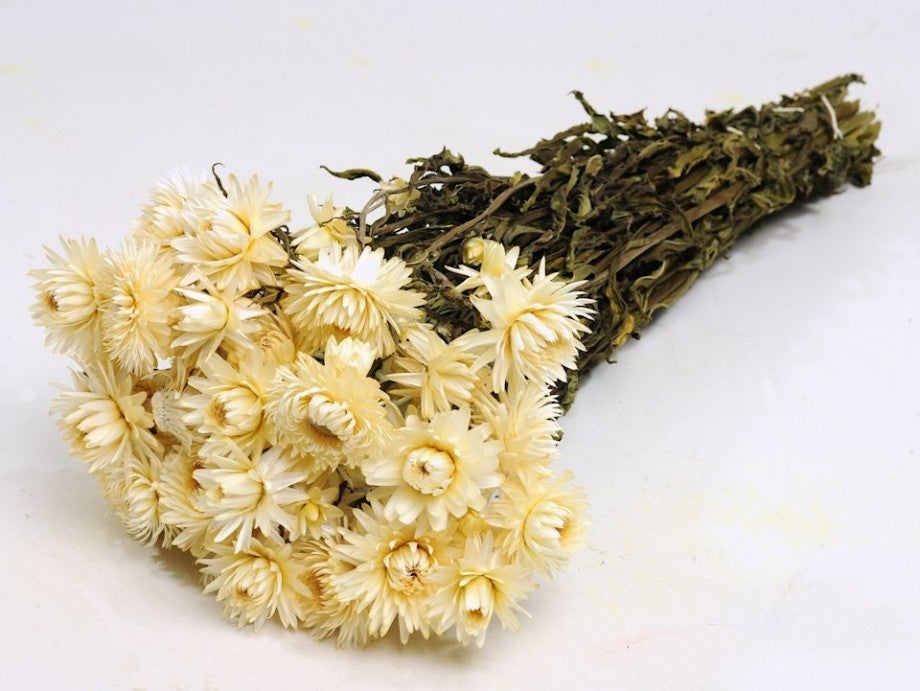 Getrocknete Helichrysum weiß