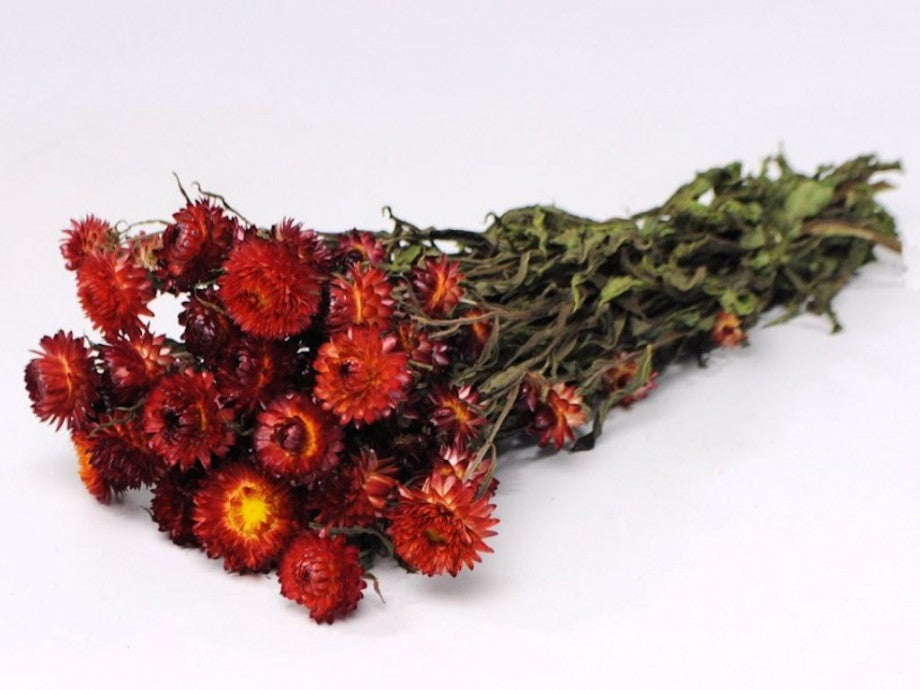 Helichrysum séché rouge