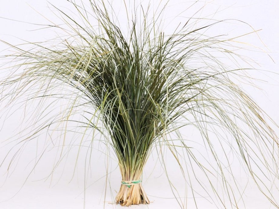 Gras d'ours séché xl