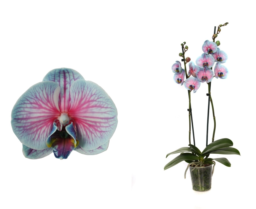 Phalaenopsis Orchid Bubblegum 2 Zweige