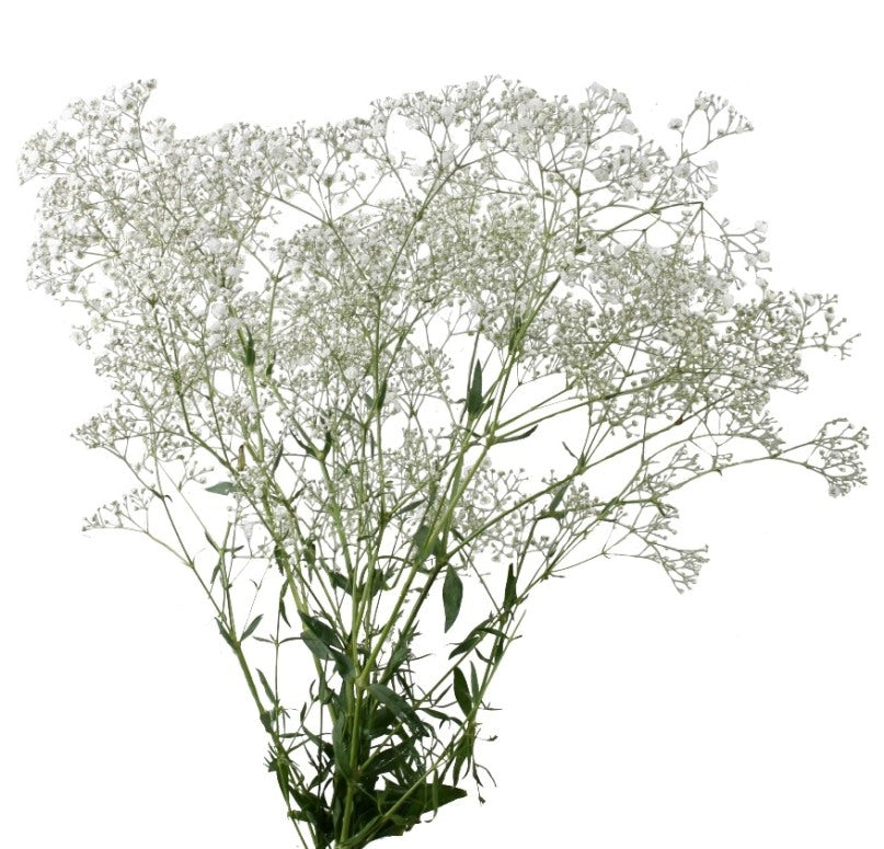 5 Gypsophila wit