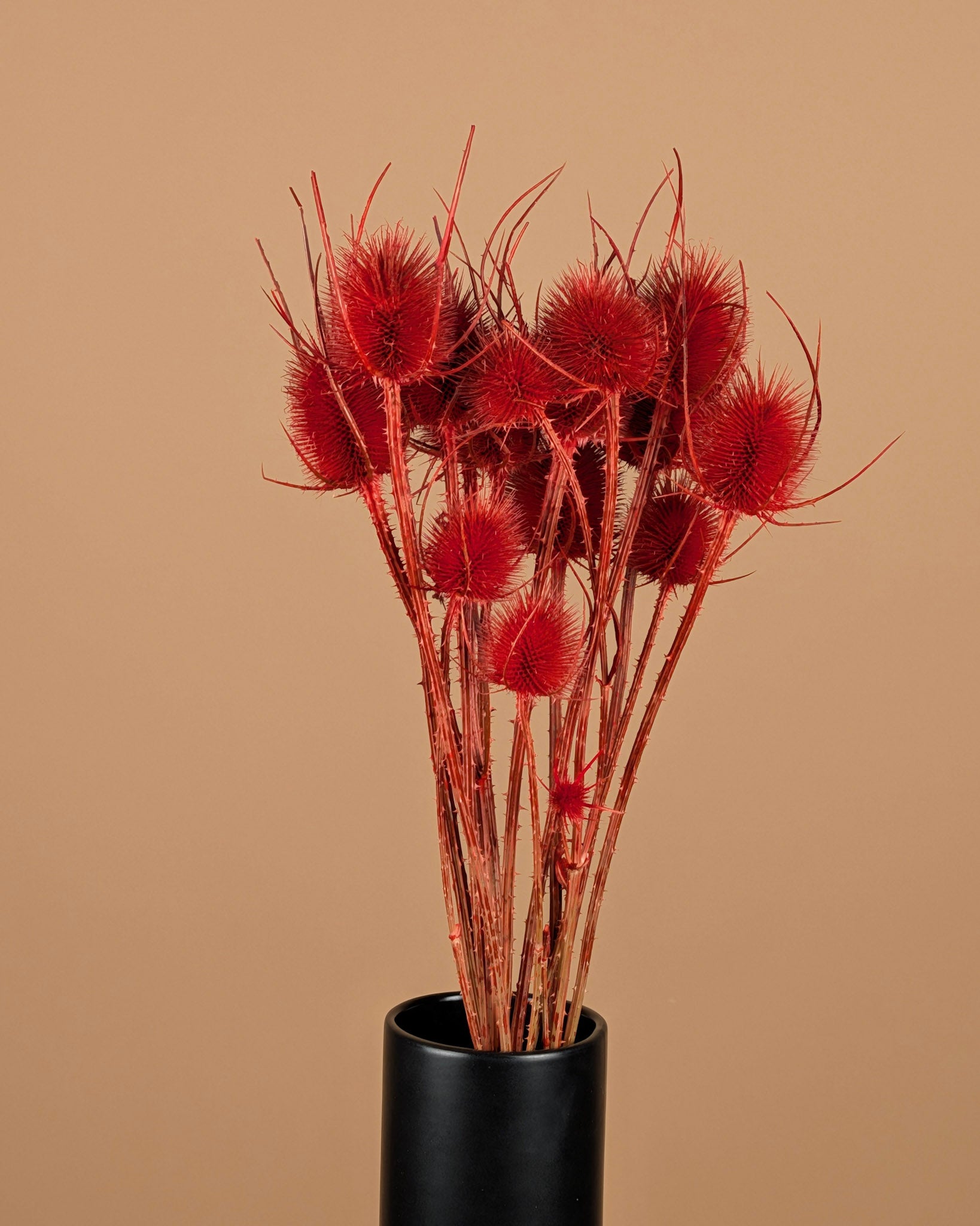 Dried Cardoon Distel Oranje Painted