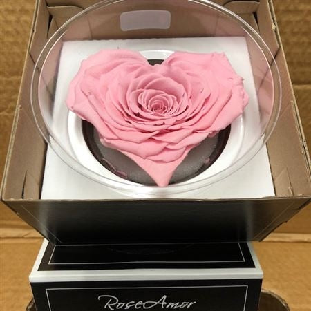 Erhaltte rosa Rosenherz in einer Geschenkbox