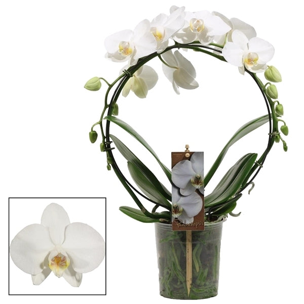 Phalaenopsis Weißbogenform im Kultivierungsglas