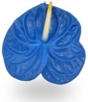 12 Anthurium bleu