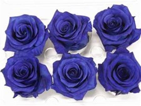 Roses bleues conservées dans une boîte cadeau