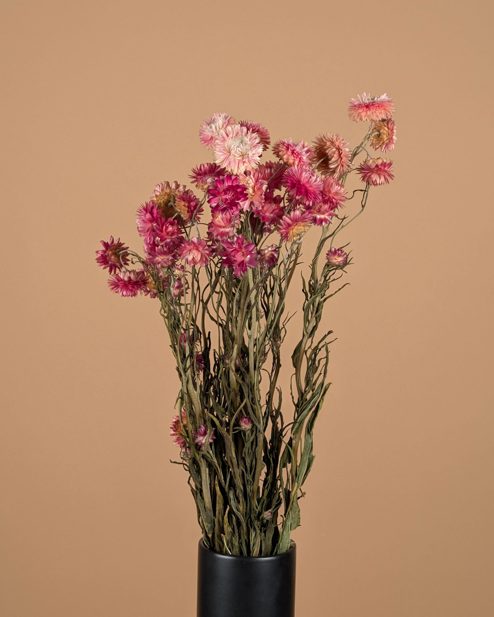 Gedroogde helichrysum (strobloem) – zalm