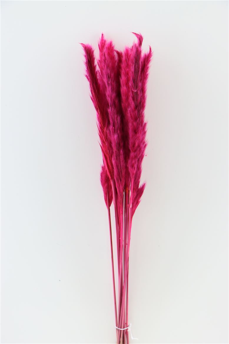 Flauschige Pampas (Miscanthus) Pluim Cerise