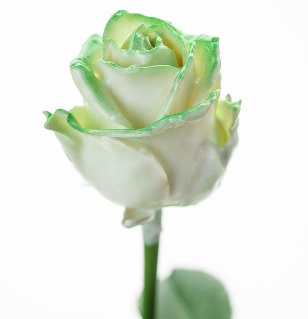 Bouquet de grandes roses de cire à flux blanc avec rougir vert