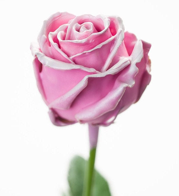 Bouquet de grosses roses de cire à flux rose avec du blanc rougissant