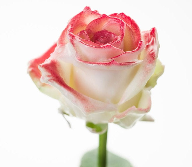 Blumenstrauß von großen Wachsrosen weiß mit errötendem Rot