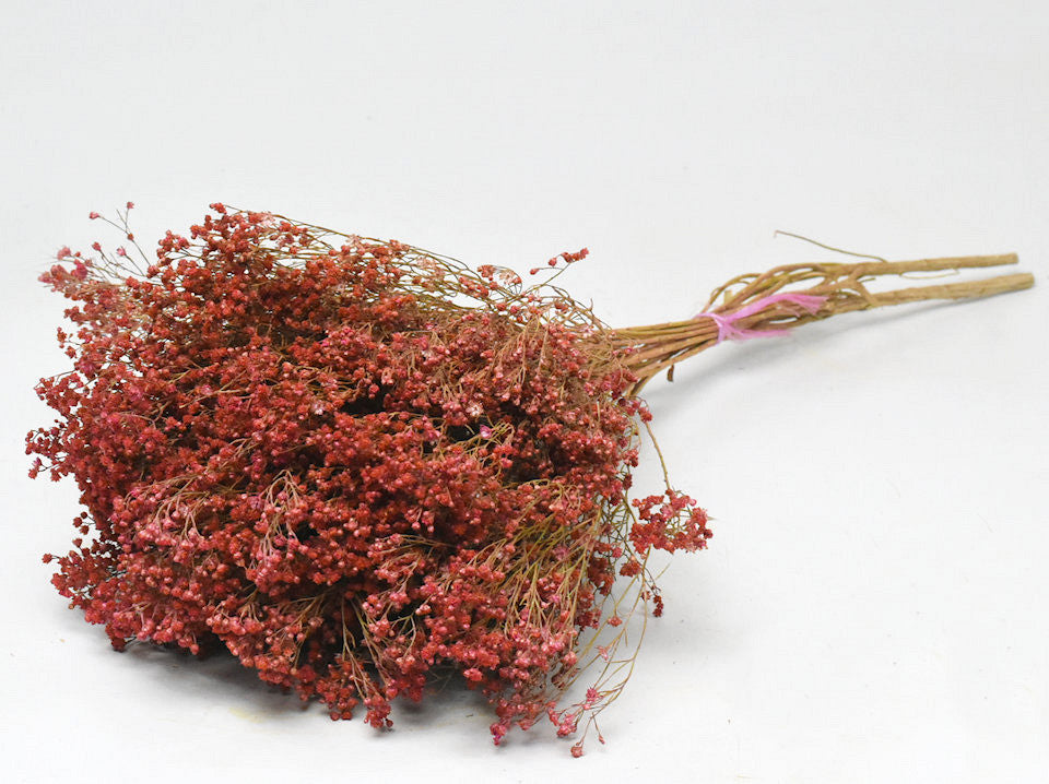 Broom Bloom Roze 50cm