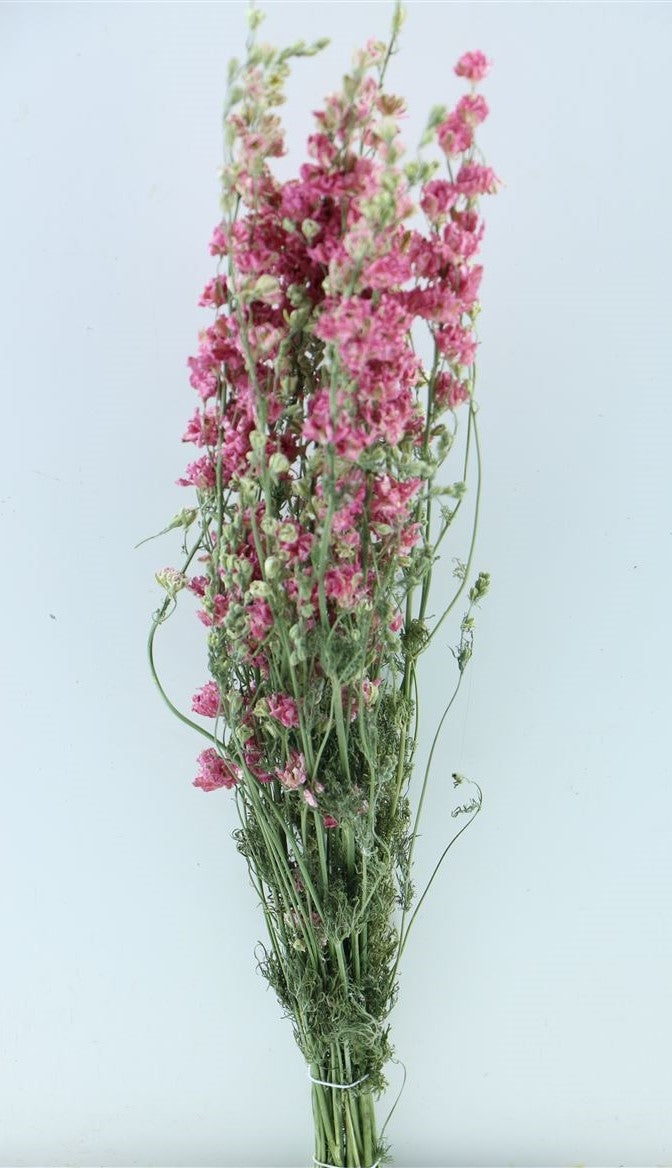 Gedroogde Delphinium (ridderspoor) roze