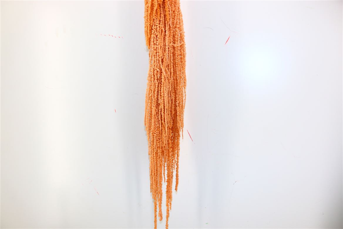 Gepreserveerd amaranthus caudatus  – terra