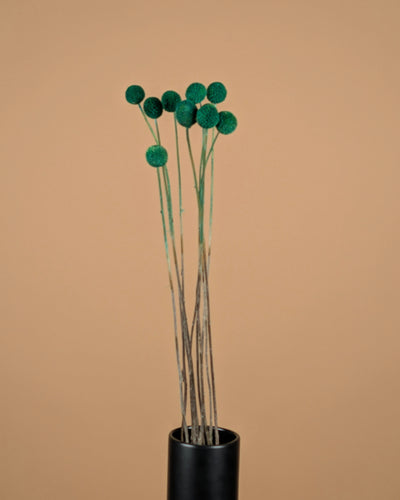 Gedroogde craspedia – groen