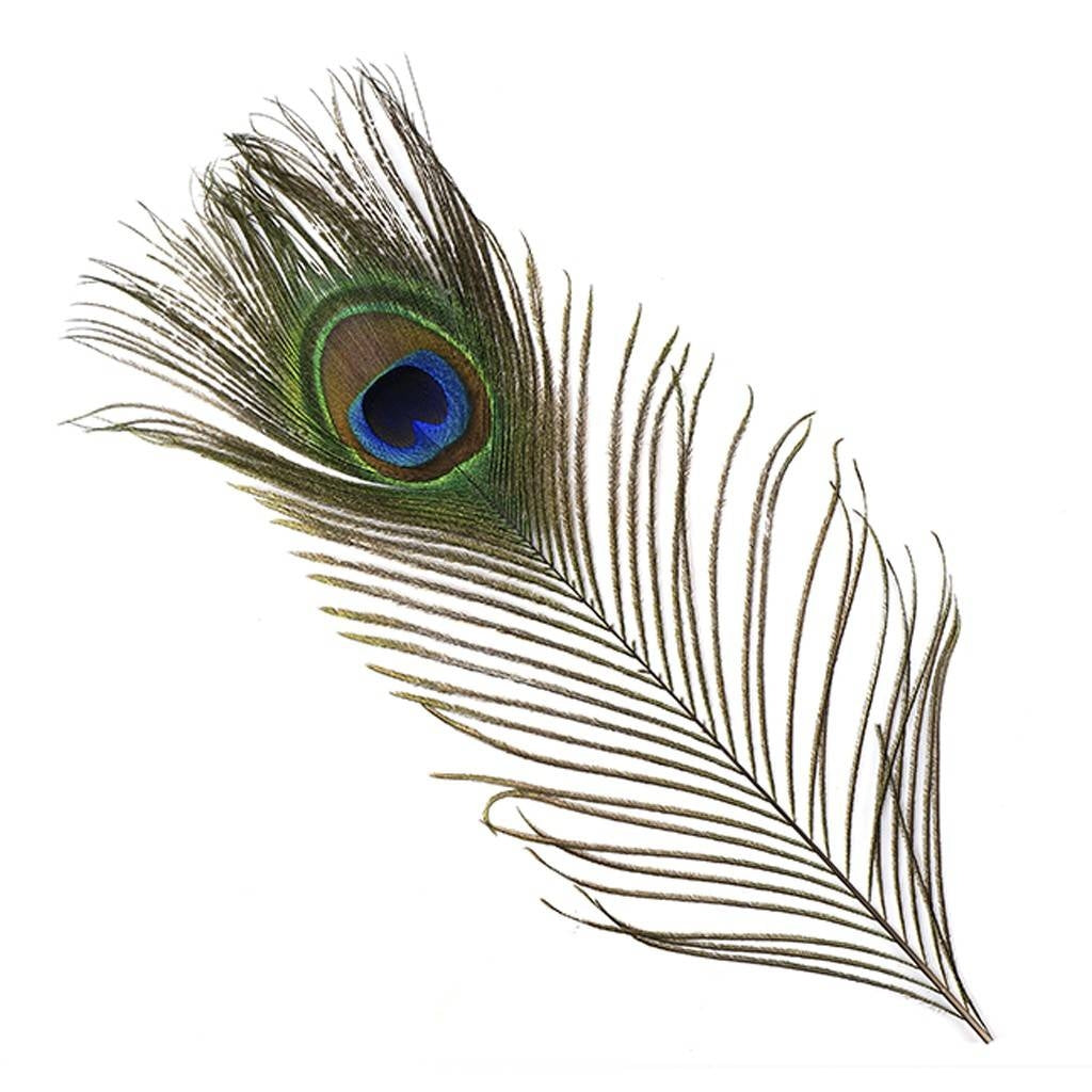 Peacock springs with an eye extra long