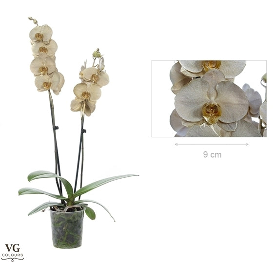 Phalaenopsis Orchid Metallic Gold 2 Zweige