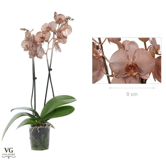 Phalaenopsis Orchid Metallic Kupfer 2 Zweige